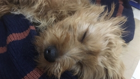 怎么教狗握手和坐下 939ce0d55b15a4f8813e690c387257ced70746e2.jpg@280w_158h_1c_100q.jpg