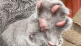 939d8fd87f91e6afdd9a038b8d0f51981727556f.jpg@280w_158h_1c_100q.jpg