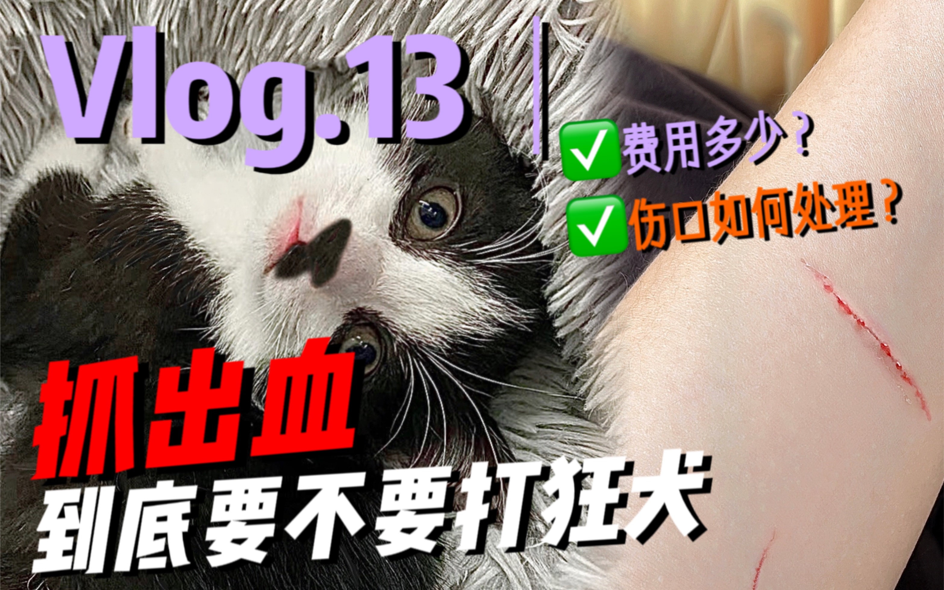 VLOG.13｜被猫咬🩸抓出血🩸到底要不要打狂犬疫苗