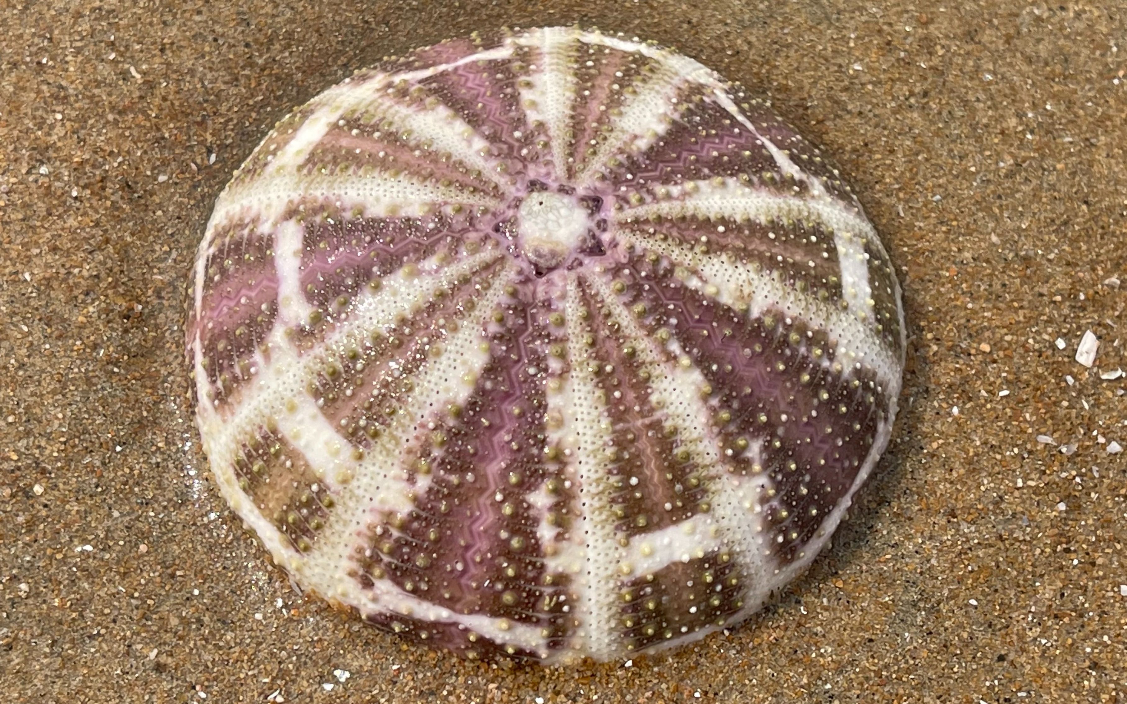 大海刚退潮，大庆在沙滩上发现大个的海胆壳，还挖到一个鸭蛋蛏