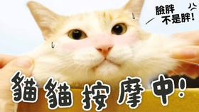 93d34c331d6d42406beccdd5640981df568977ae.jpg@280w_158h_1c_100q.jpg