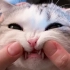 给猫咪刷牙居然发现猫没有门牙