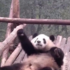 大熊猫也喜欢听纤夫的爱吗？前奏响起笑哭了，画面毫无违和感