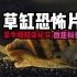 [中文]草缸恐怖片！静距离观察杀手螺猎杀！科普向 无声!