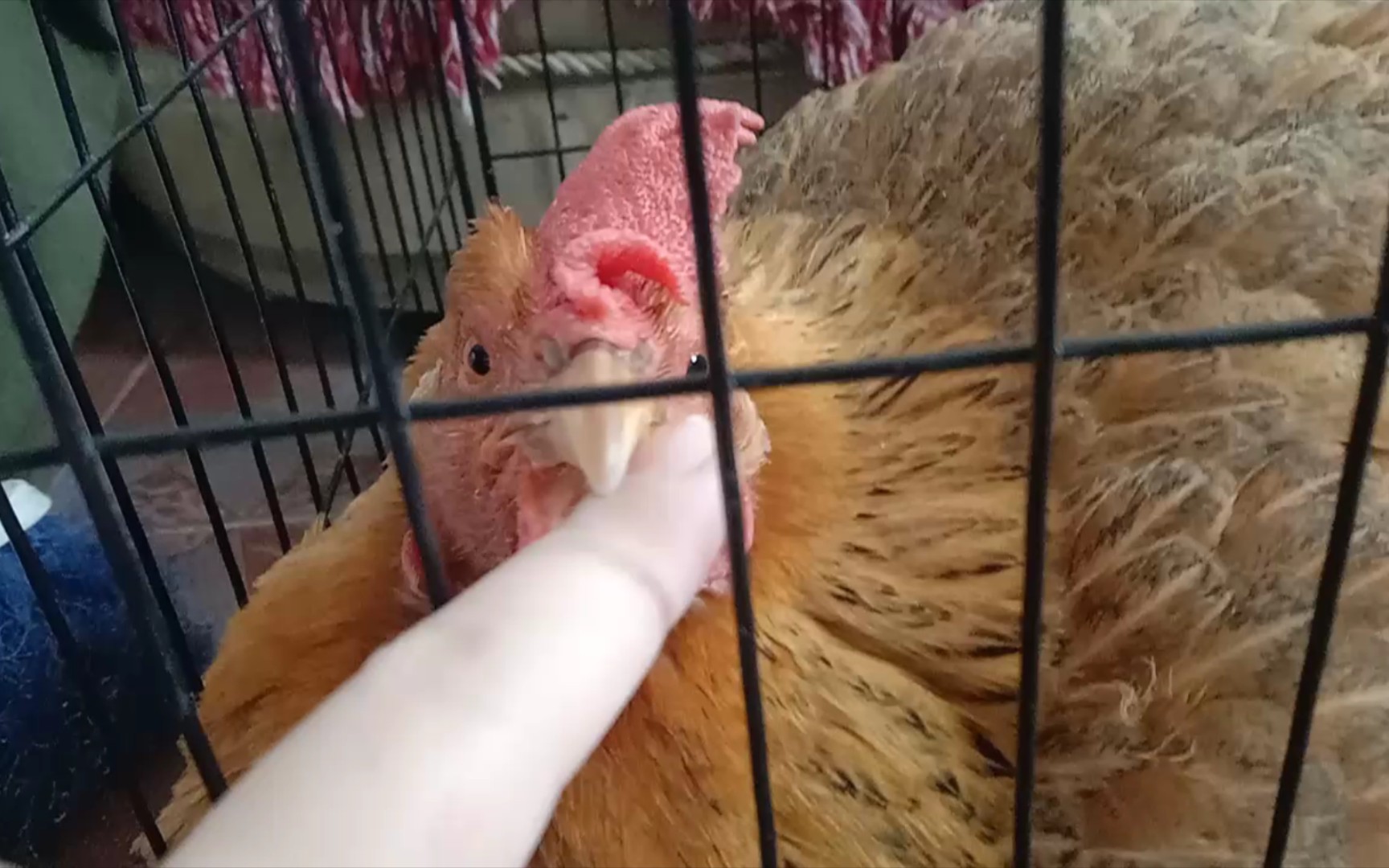 为什么母鸡这么可爱