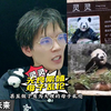 大熊猫灵灵被无良繁殖母子乱伦