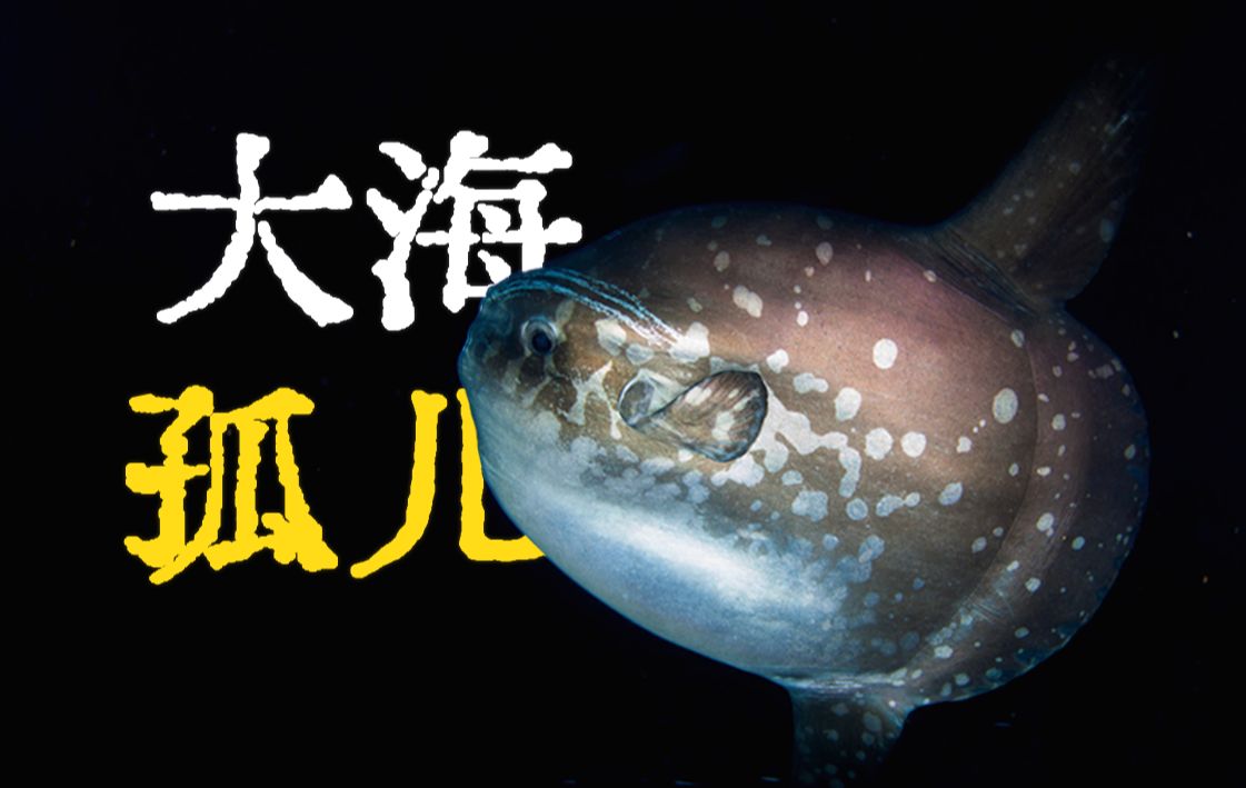 鲀形目：无法逃脱的狭缝