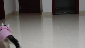 9462a150c18a4fbde251c08288fbafa99232f5ed.jpg@280w_158h_1c_100q.jpg