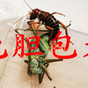 【虫界奇葩】跨物种奸尸案