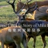 《美丽中国 麋鹿回家的故事》-A Home Coming Story of Milu Deer