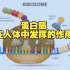 【高清动画演示】2分钟带你看懂蛋白质如何在人体内发挥作用