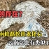 湖南修路挖出龙化石，云南也有类似石头，见龙视频频出，难道龙真的存在?
