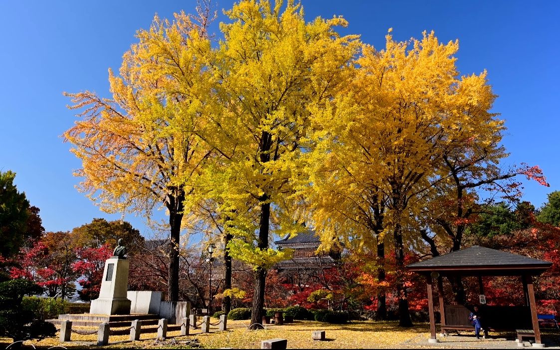 【4K超高清日本】第一视角 银杏和枫树满开红叶的长野县上田城遗址公园 2022.11