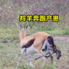 羚羊生产全过程，没想到是在奔跑中产崽，动物界的母爱真伟大