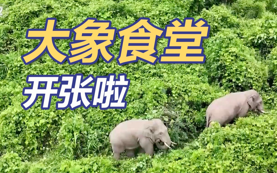 “大象食堂”开张了！大象吃了玩，玩了吃