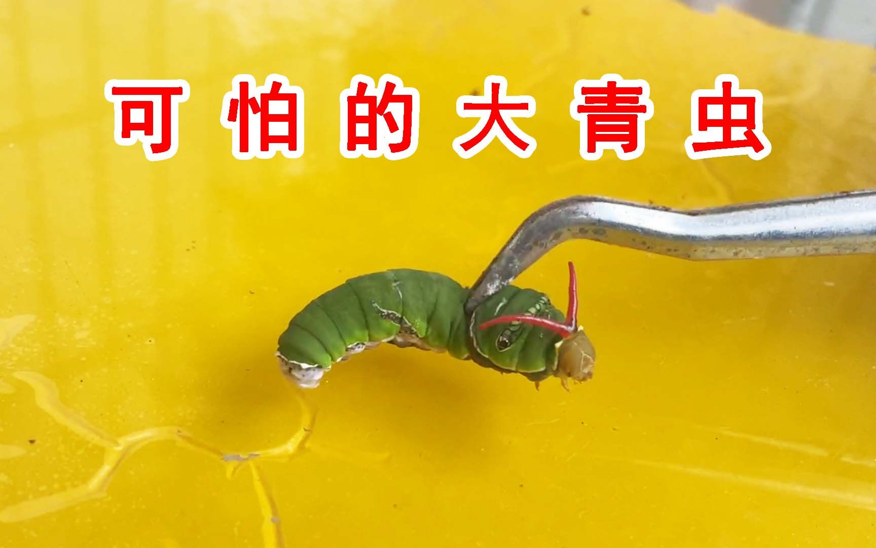 烤虫子图片,家里最常见的虫子图片,大虫子_大山谷图库