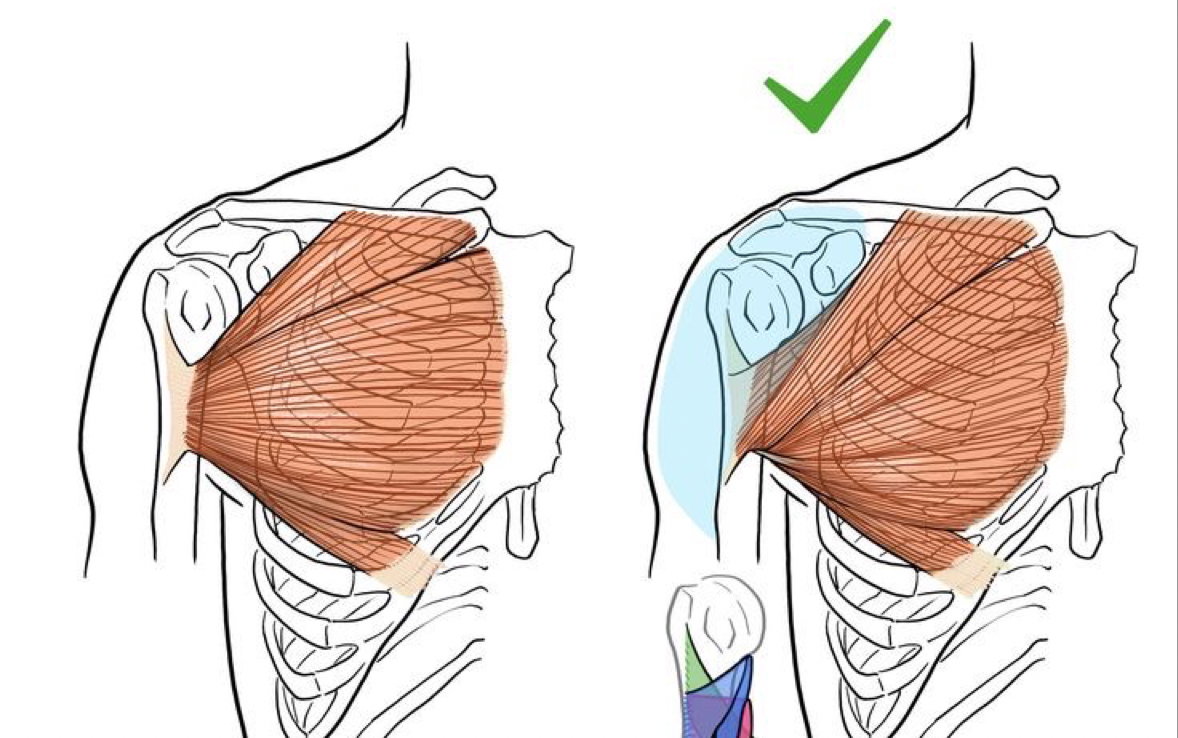 全网最详细艺用人体解剖讲解——胸大肌！