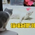 猫咪减肥训练营-搏击私教课
