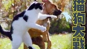 狗为啥会怕猫 94d8c4fe89de7f2ddc0bc5fca64adc5462d2b115.jpg@280w_158h_1c_100q.jpg