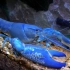 【天空蓝魔鳌虾】天空蓝魔虾的开箱视频及喂食和饲养方法。几分钟学会饲养鳌虾。