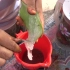 【孟加拉】制作健康的芦荟汁