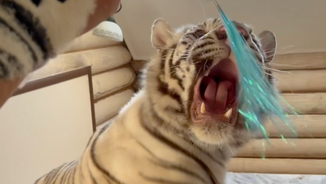 祖传旧猫破猫二手猫翻新