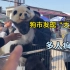 狗市竟出现“大熊猫”，谁怎么大胆子敢交易国宝，还遭到多人疯抢