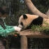 大熊猫福宝 和饲养员爷爷的互动 211128