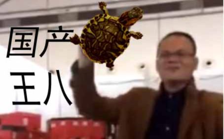 【卖鞋哥】国产的王八