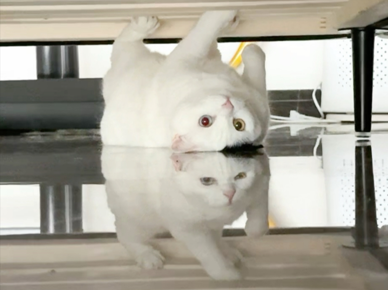 还有什么比奶牛猫还抽象的
