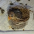 棕头鸦雀出生的第10天，听到它的叫声就像回到了小时候！