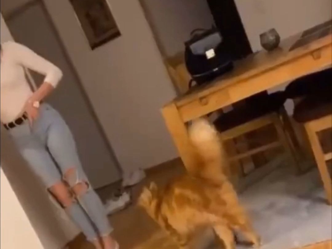 This dog is going to be a demon.