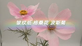 9544313f50bad53a5f214311b486cd2d2e2a7211.jpg@280w_158h_1c_100q.jpg