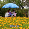上海40万平米花海花开海上秋色迷人，成网红打卡地