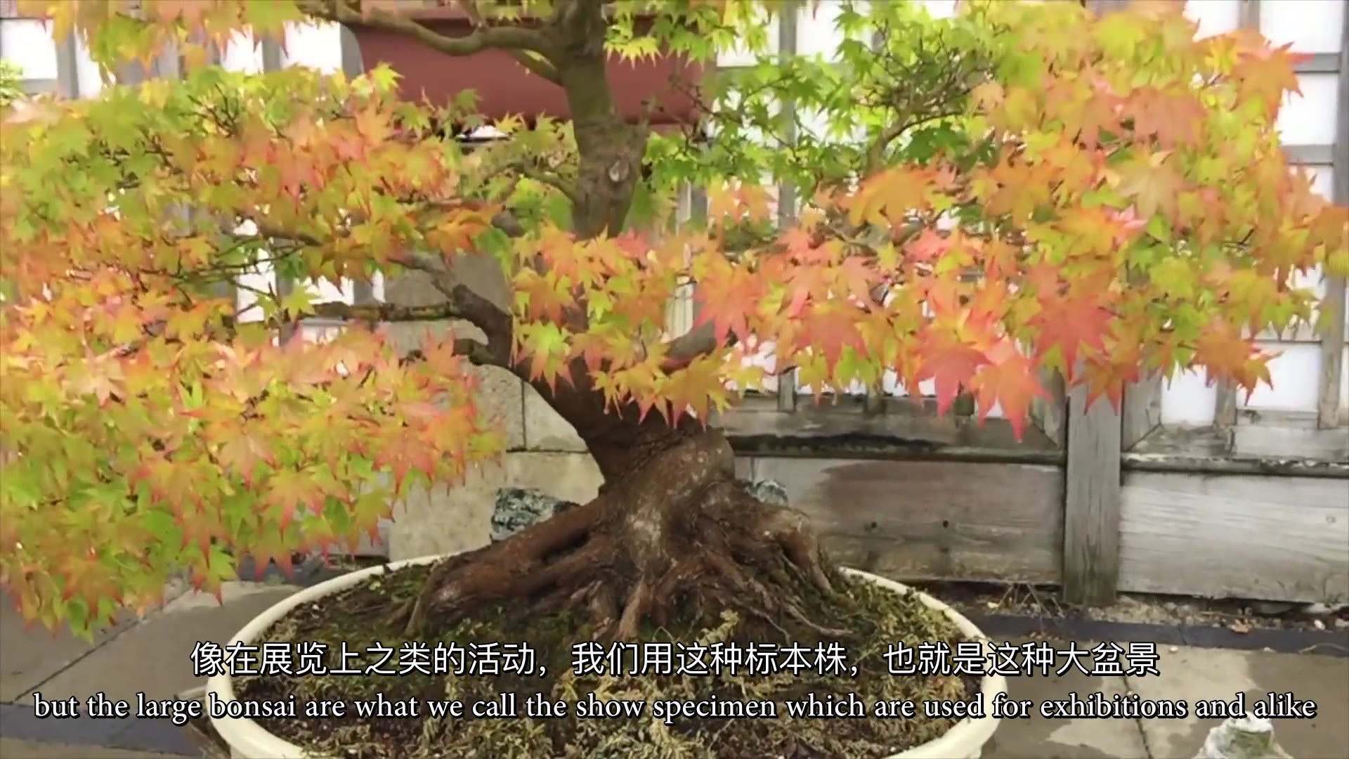 creating a maple bonsai tree 修剪枫树的技巧【熟肉