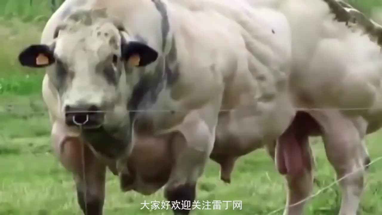世界上最强壮的牛：浑身肌肉 力量爆炸
