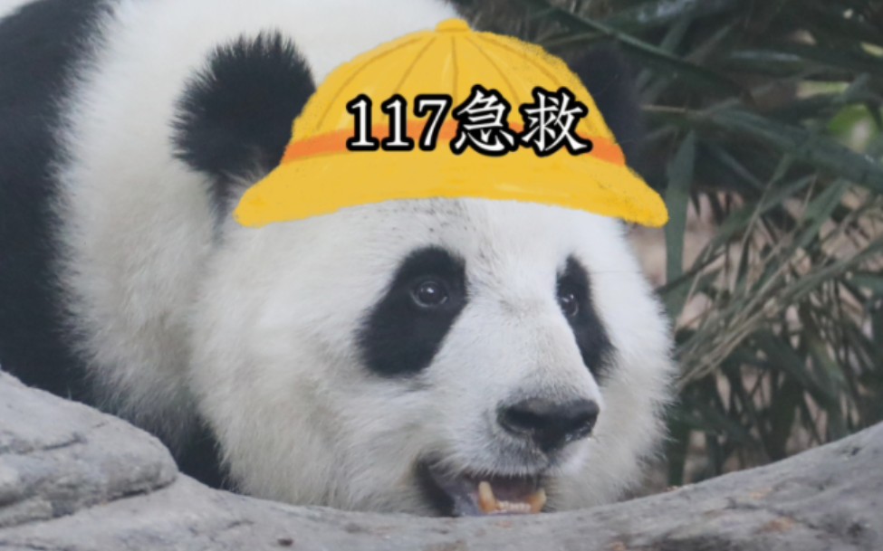 【大熊猫囡囡】胆大心细的果果急救员娇囡囡