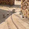 猫妈妈：我的狗儿子