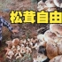溢出屏幕的开心，云南楚雄村民山中捡到13公斤超大松茸菌群