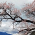 给你们看看一两千的桃花树有多美