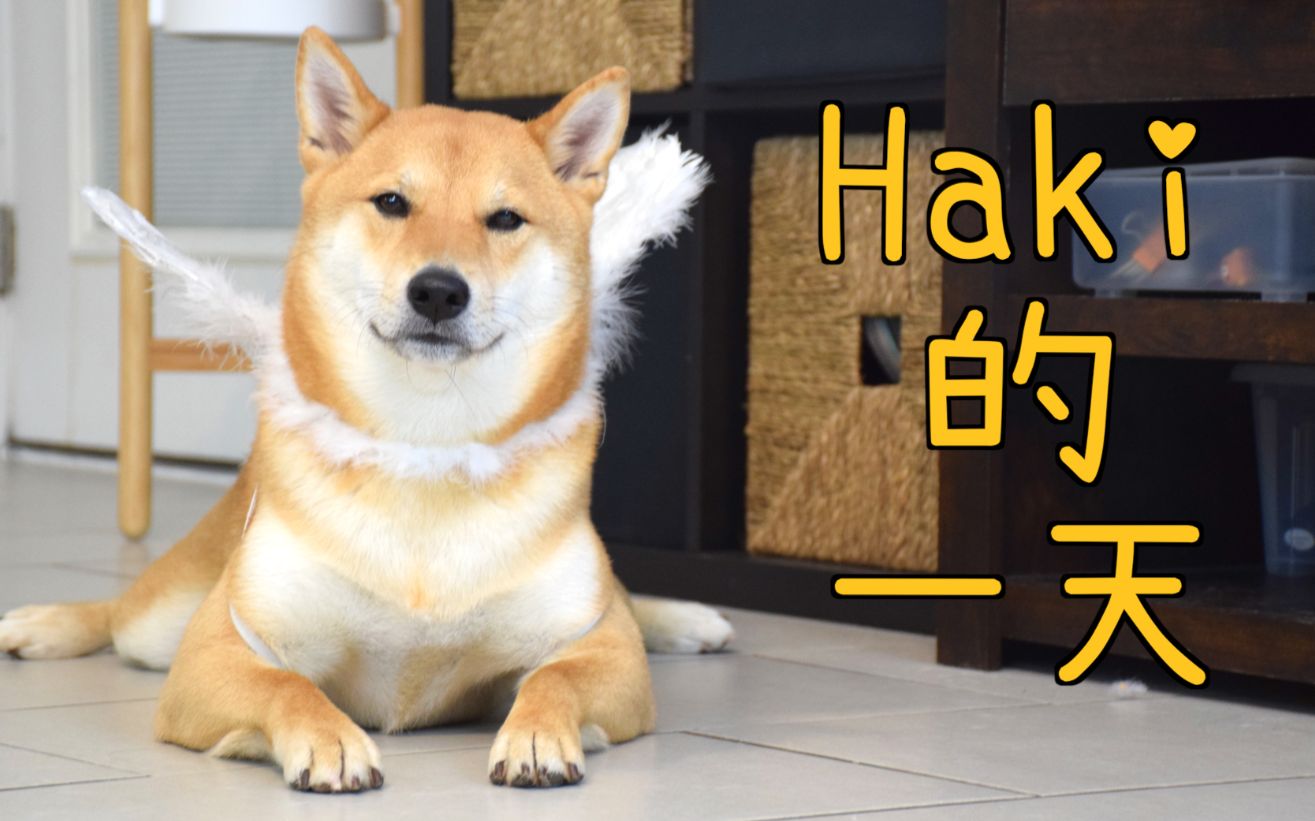 柴犬haki的一天:就算有沙雕五弟 我也要笑对生活!
