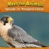 动物英文科普阅读---Peregrine Falcon（游隼(鸟名)）