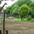 仙台动物园，长颈鹿和斑马