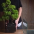 【植物男子Asu】小水族箱系列，日本的小朋友还是很有耐心的