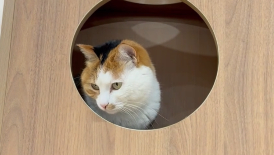 给小猫们改造办公室