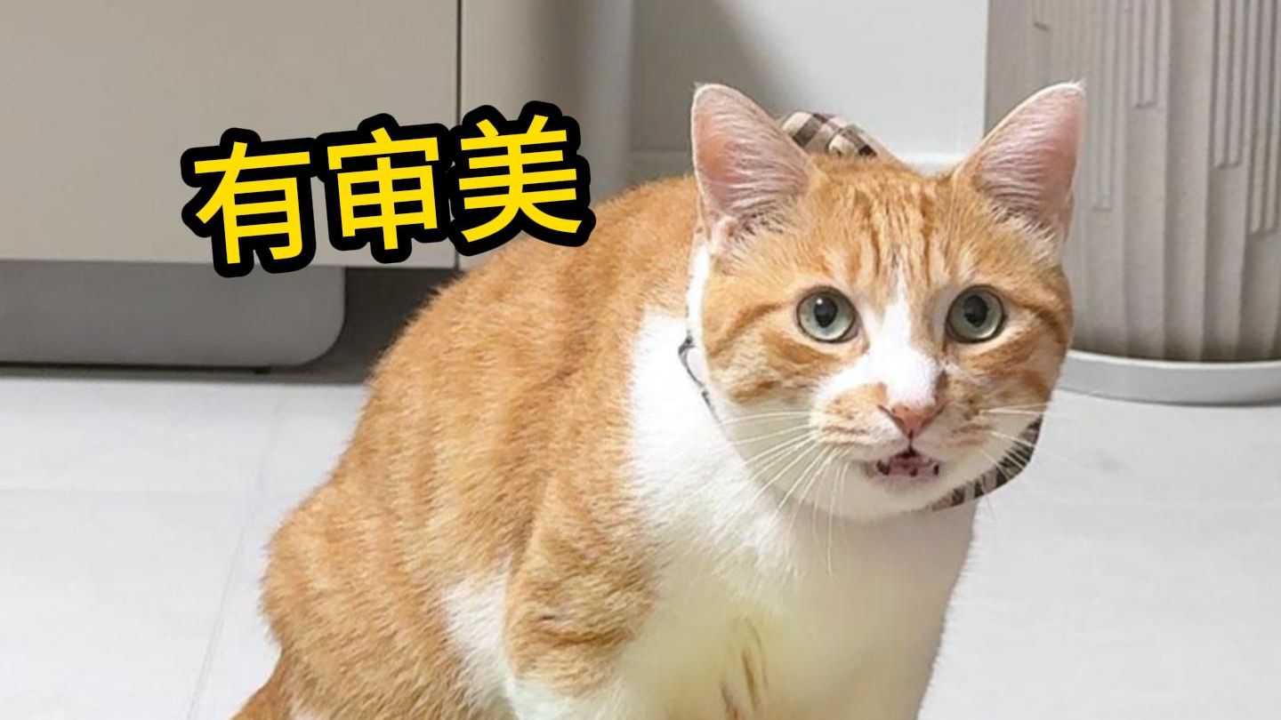 猫：就是这条了！给我戴上！
