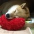 [柴犬Maru的日常]谢谢你的小心心哟(。・ω・。)ノ♡晚安~