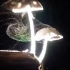 蘑菇释放孢子的画面