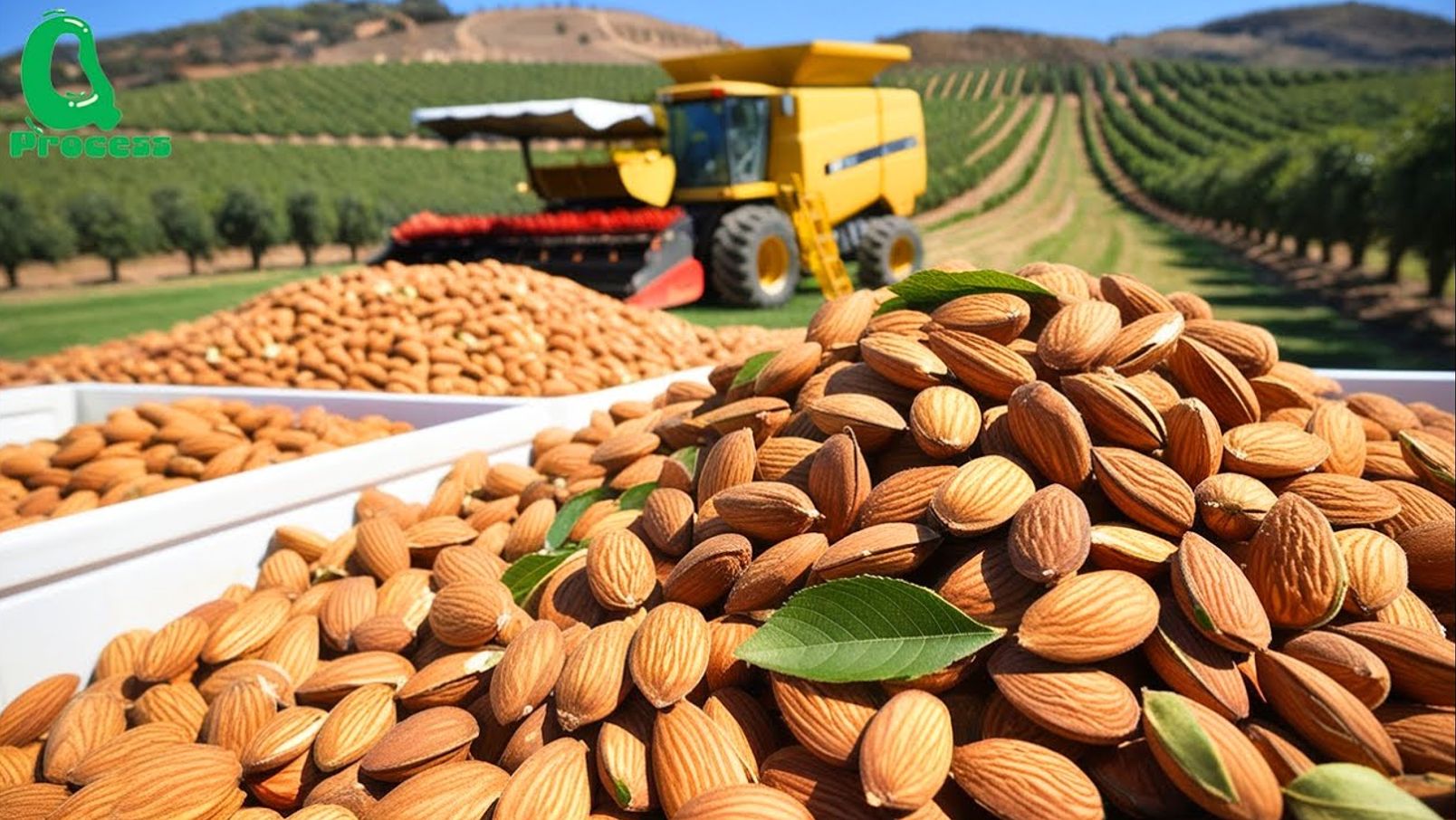 杏仁的旅程：从种植到收获，揭开健康坚果的神秘面纱