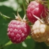 覆盆子的一生｜现代农业种植和收获树莓